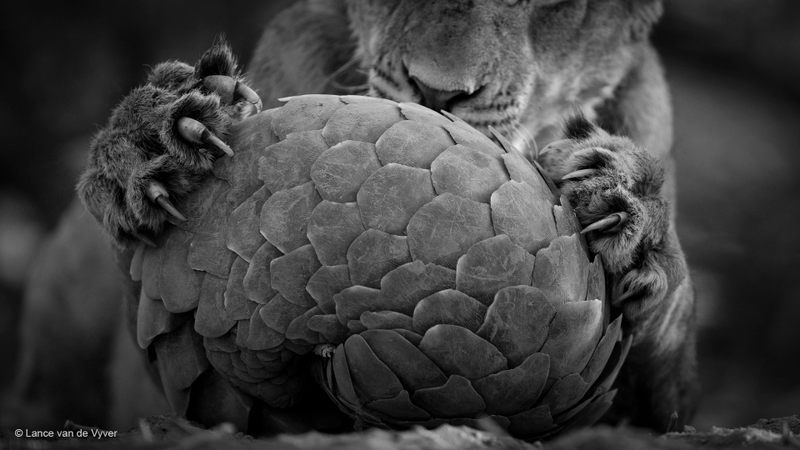 Illustration for article titled Sneak a Peek at the Year's Best Wildlife Photography